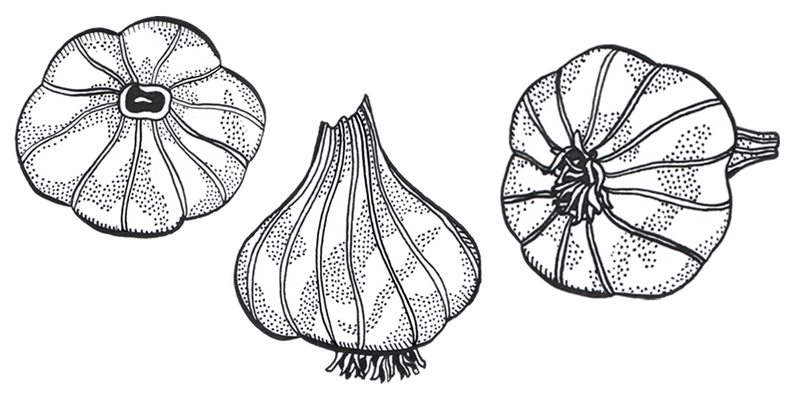 Growing Okay Garlic