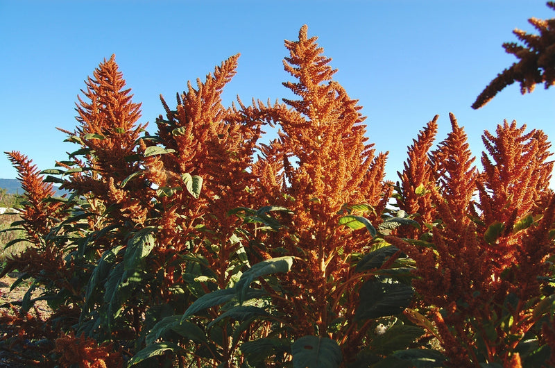 A photo of Chinese Giant Orange Amaranth in flower at Mano Farm in Ojai, California.