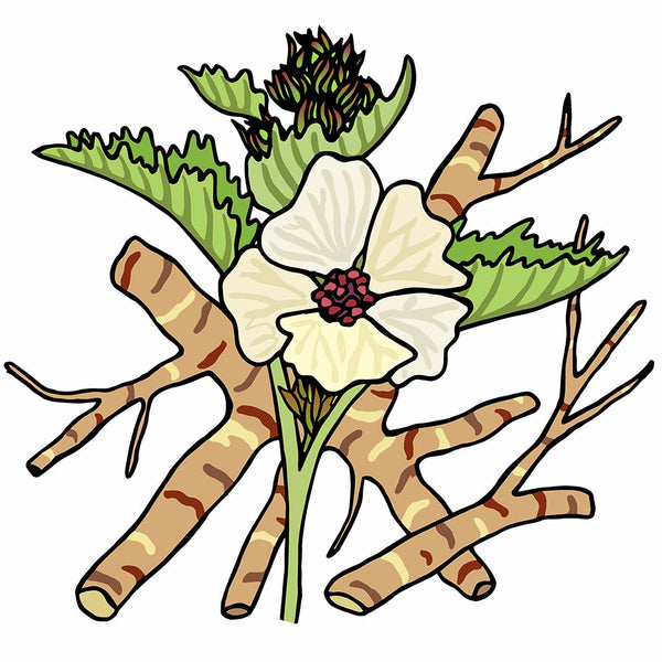 Certified Organic Marshmallow Root Seeds NonGMO Heirloom Varieties