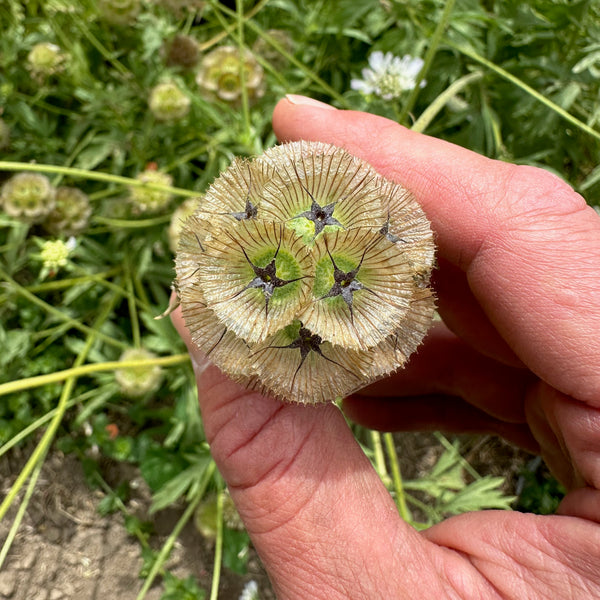 star flower seeds Plant Good Seed Scabiosa Starflower Seed Packet Drumstick Flower Seeds for Dried Bouquets Full Sun