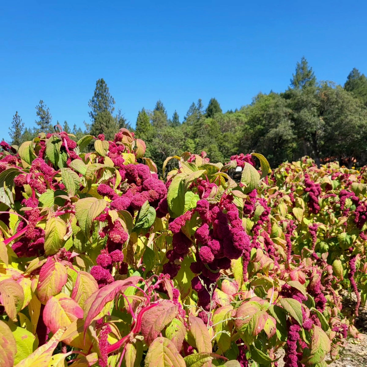 Dreadlocks Amaranth Amaranthus caudatus flowering bouquets amaranth