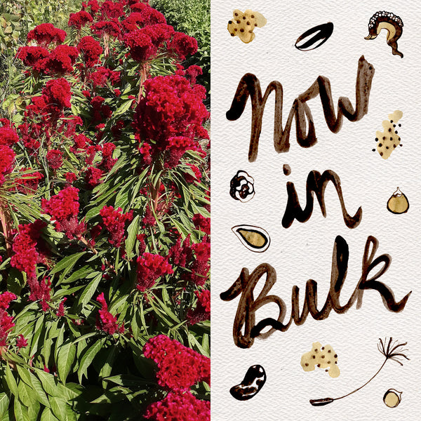 cockscomb flower seeds Amish Cockscomb Celosia Seeds BULK: 1 gram, OG