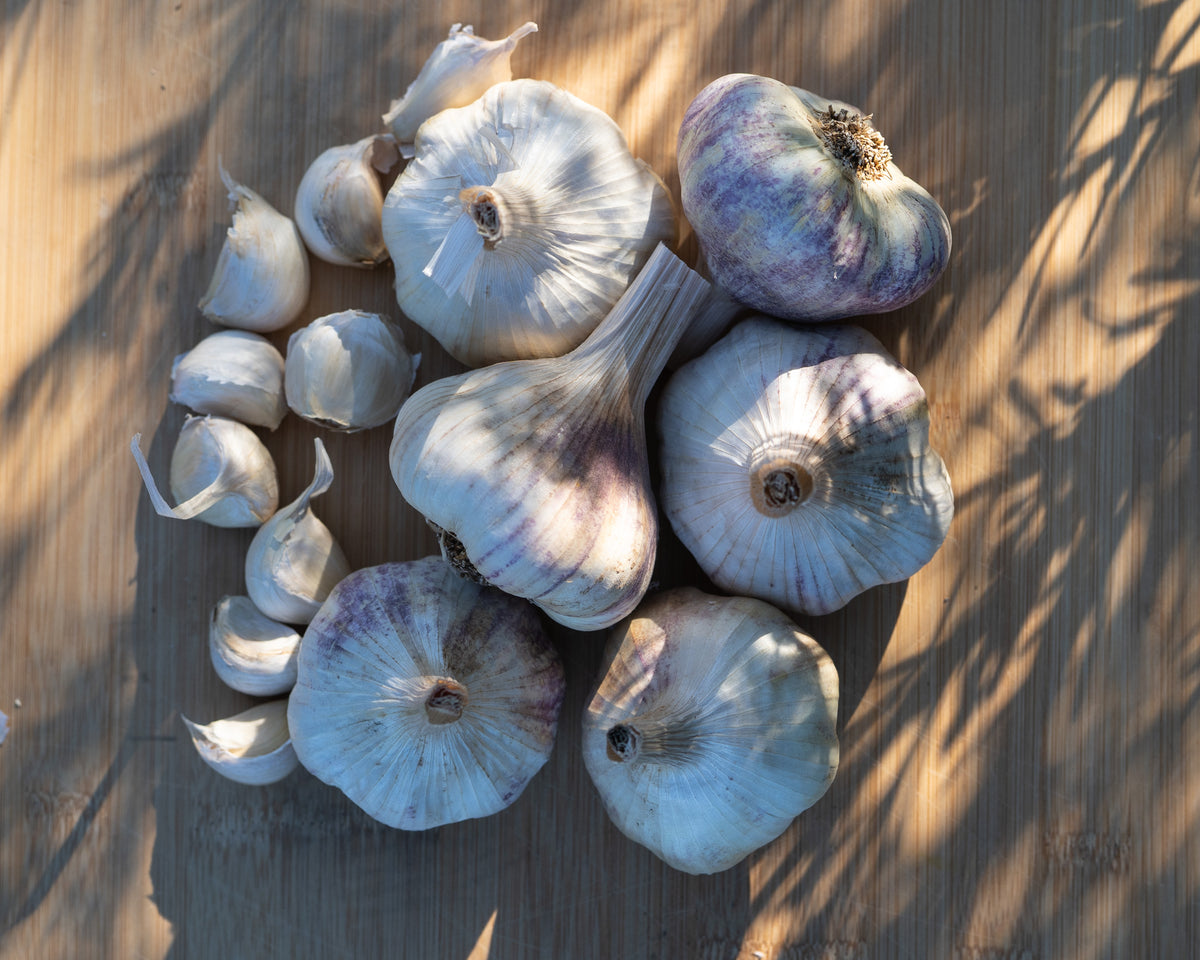 Applegate Artichoke Softneck Garlic