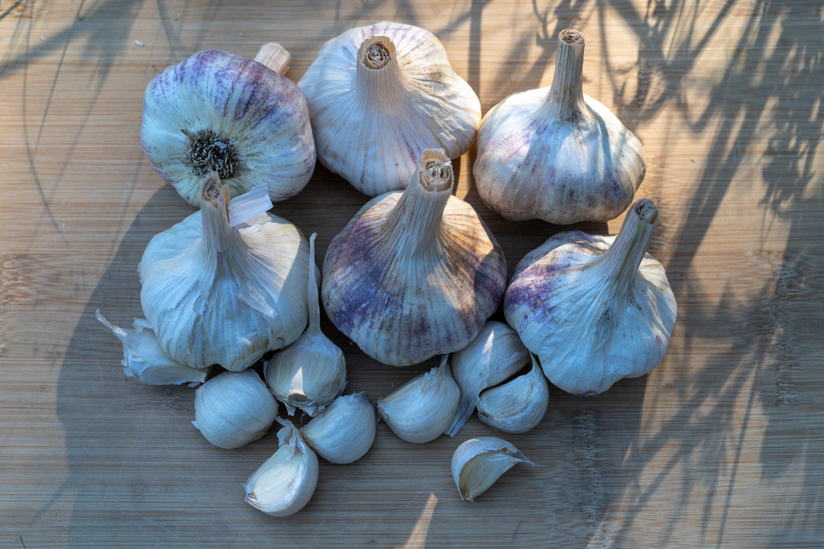 Applegate Artichoke Softneck Garlic