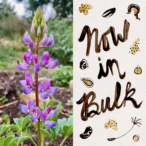 Arroyo Lupine Flower Seeds