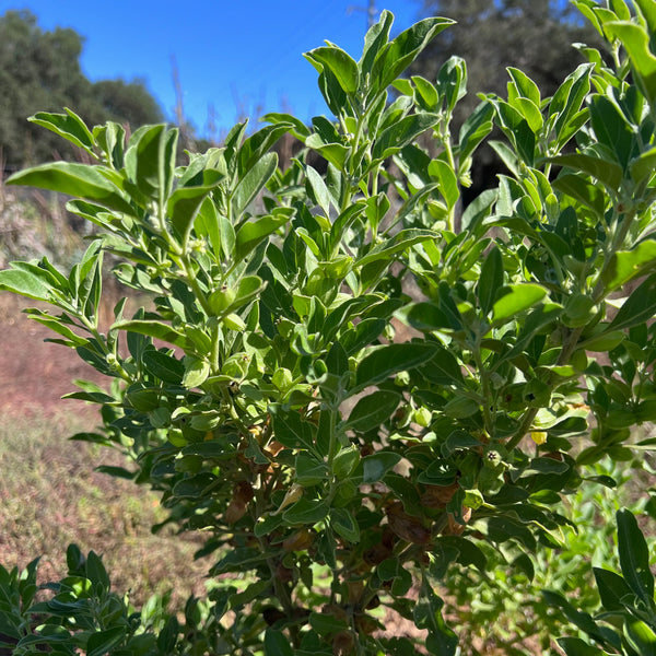 Ashwaganda Seeds