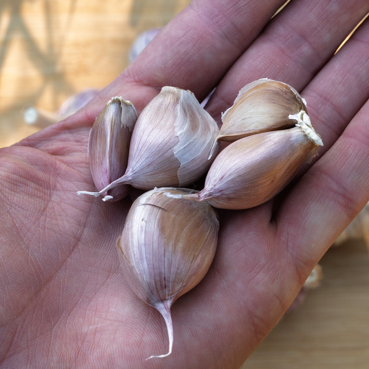 Basque Hardneck Garlic