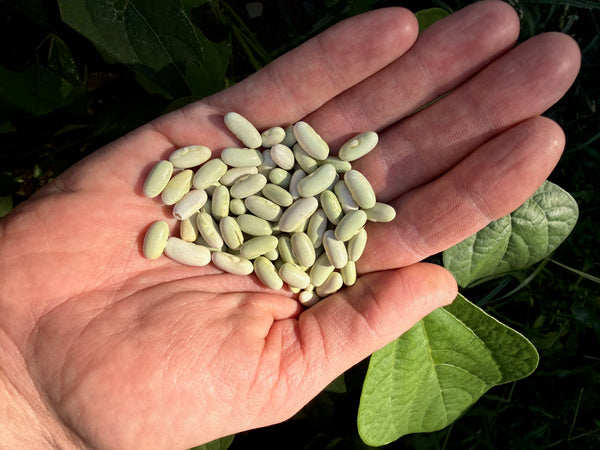 Jade Snap Bean