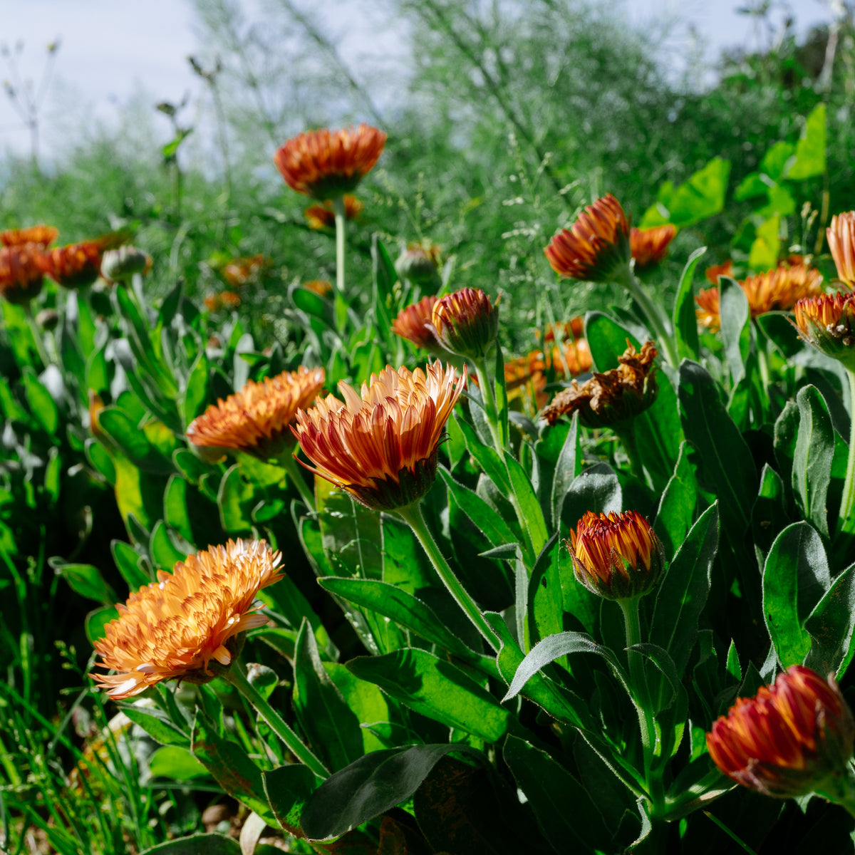 Triangle Flashback / Zeolights Calendula
