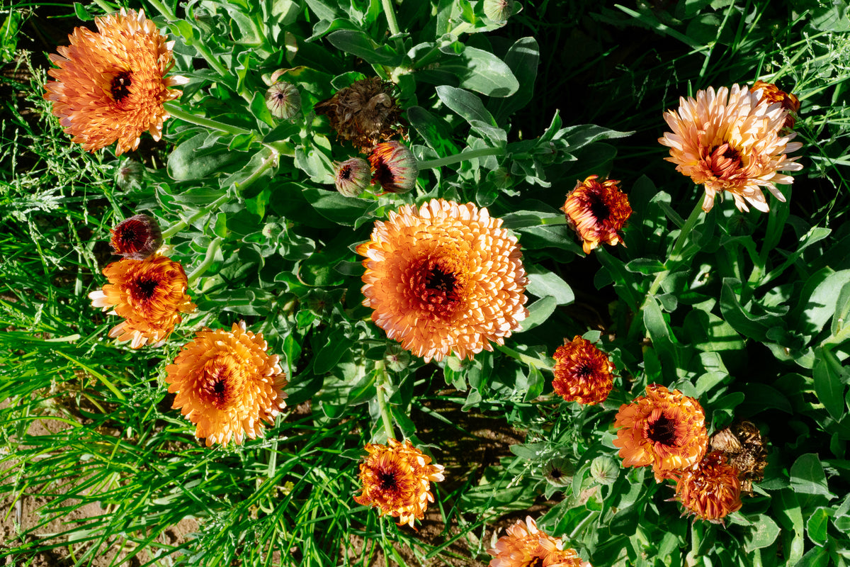 Triangle Flashback / Zeolights Calendula