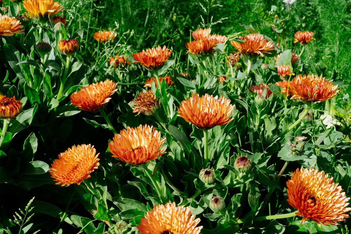 Triangle Flashback / Zeolights Calendula