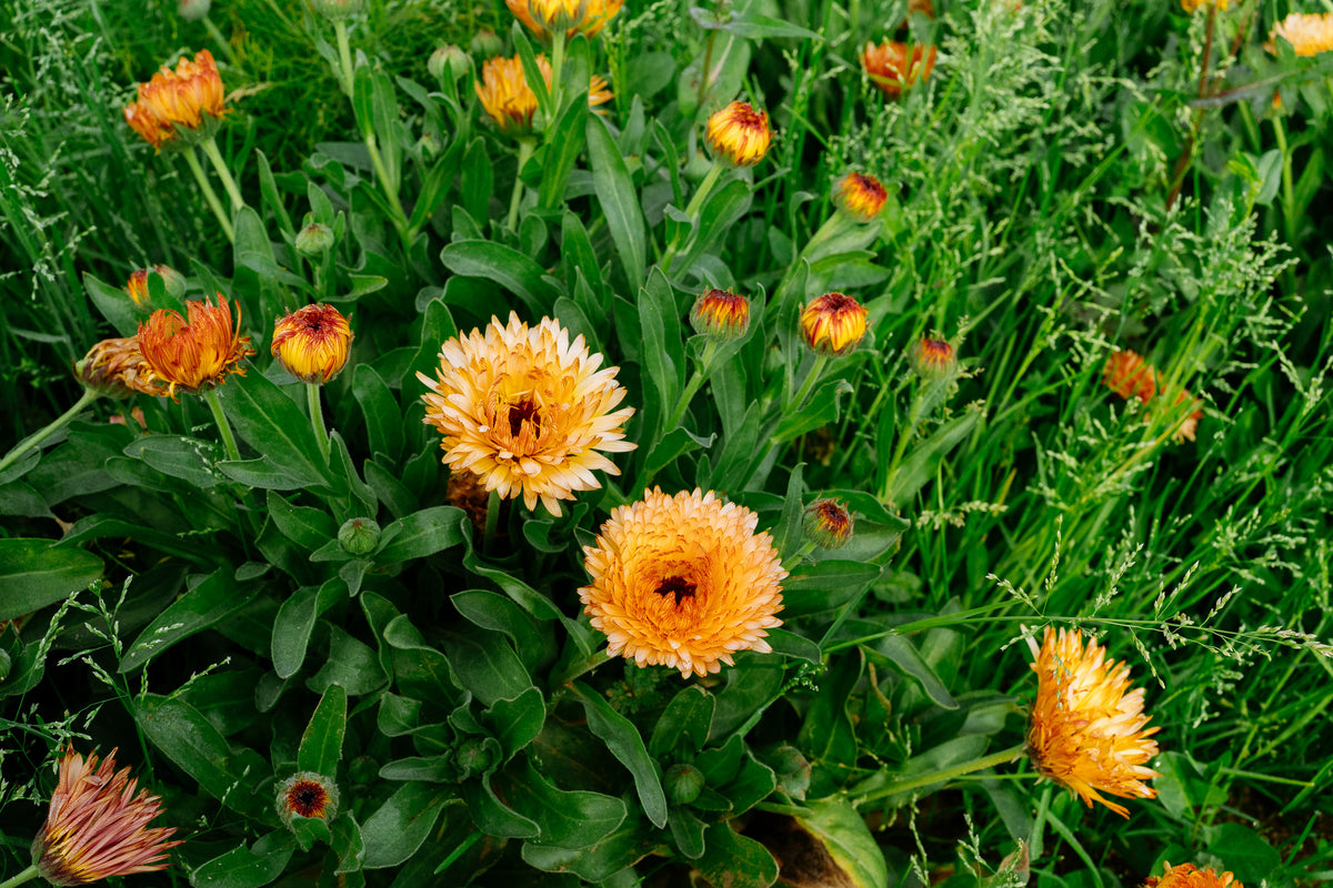 Triangle Flashback / Zeolights Calendula