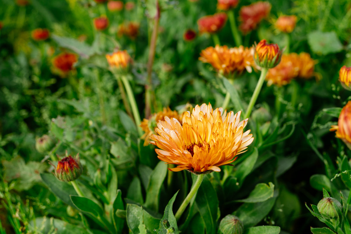 Triangle Flashback / Zeolights Calendula