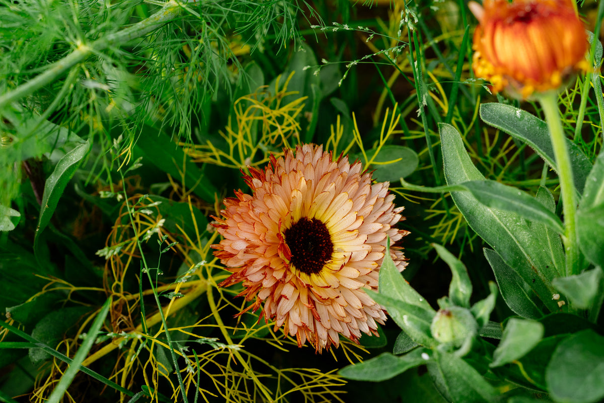 Triangle Flashback / Zeolights Calendula