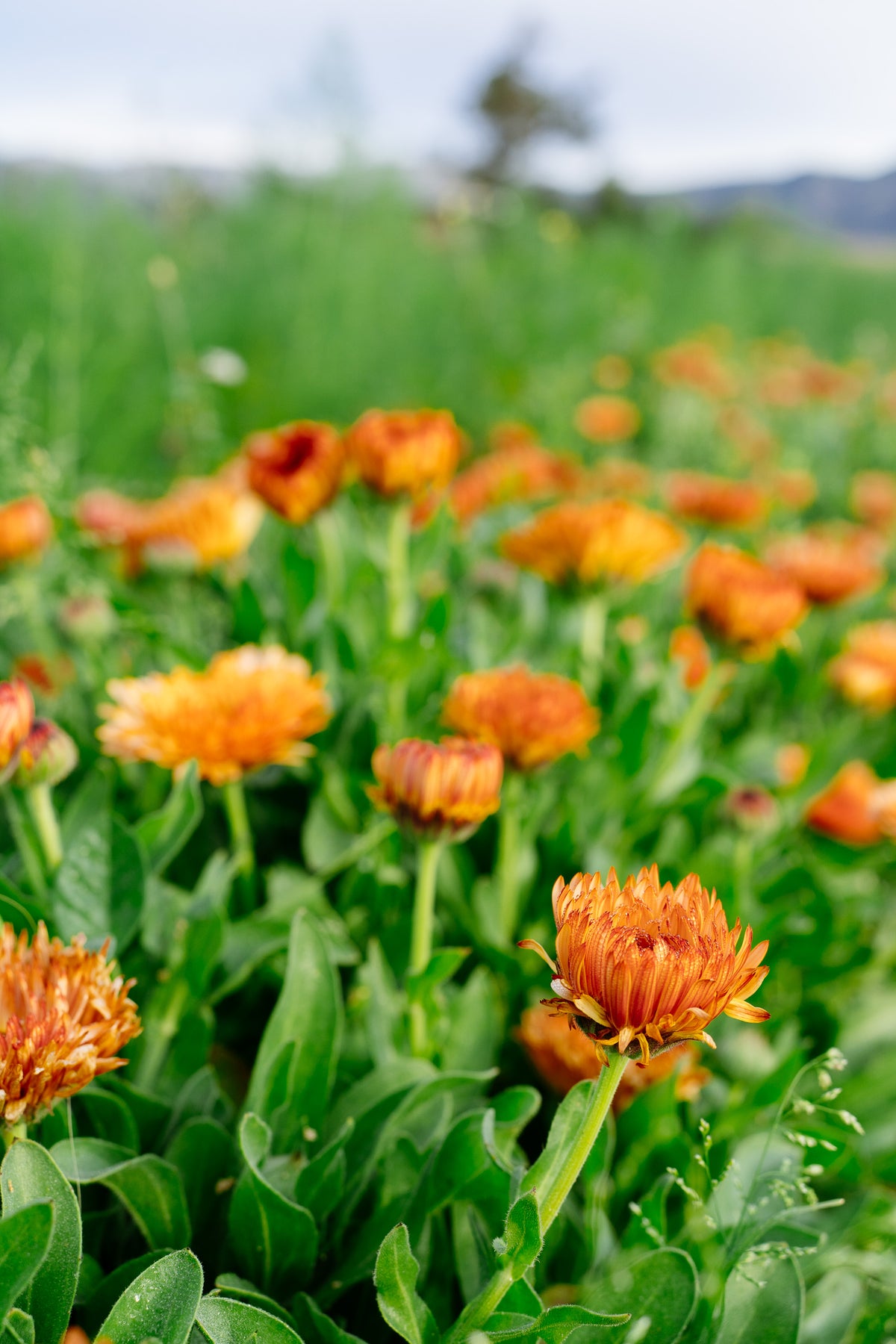 Triangle Flashback / Zeolights Calendula