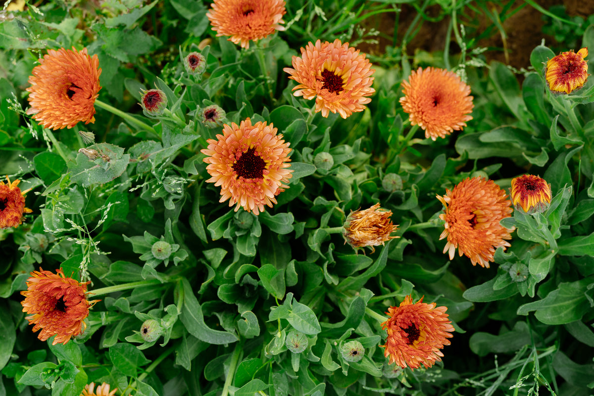 Triangle Flashback / Zeolights Calendula