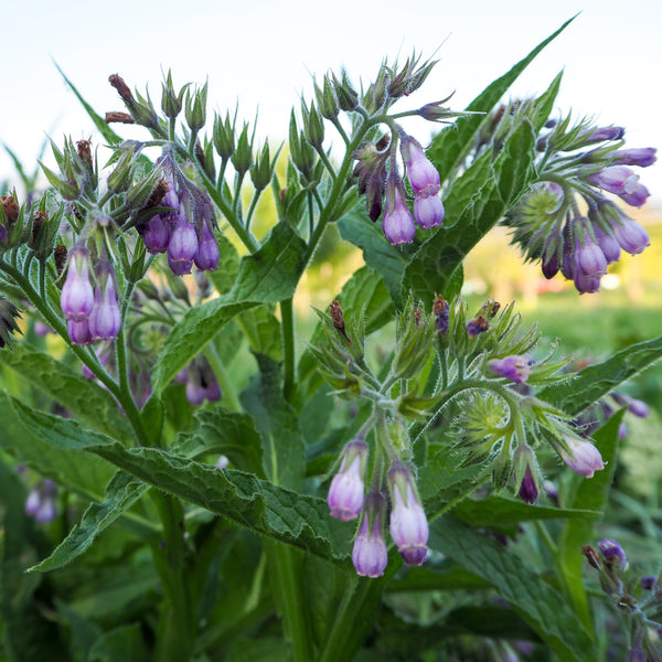 Common / True Comfrey Seeds
