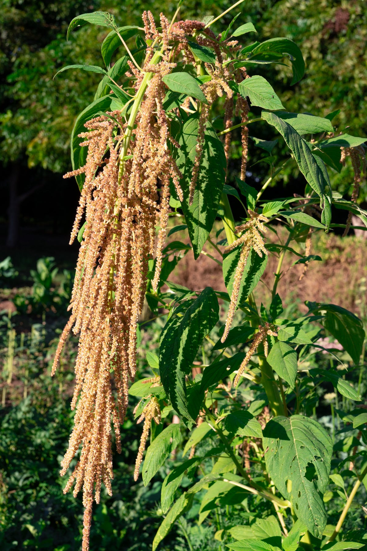Coral Fountain Amaranth