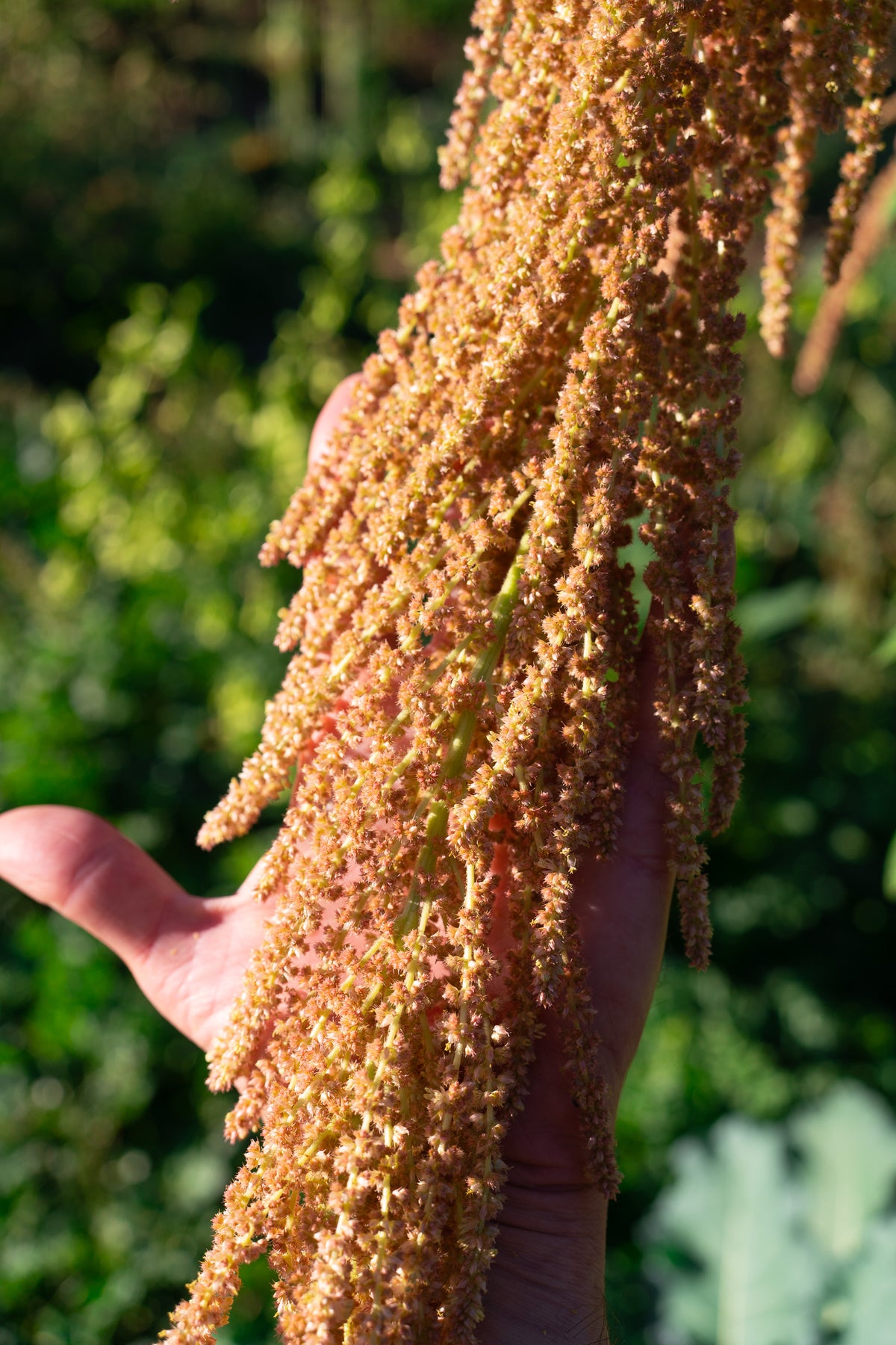 Coral Fountain Amaranth