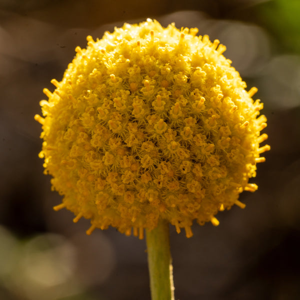 billy button flower seeds Craspedia Flower / Billy Buttons / Sun Ball