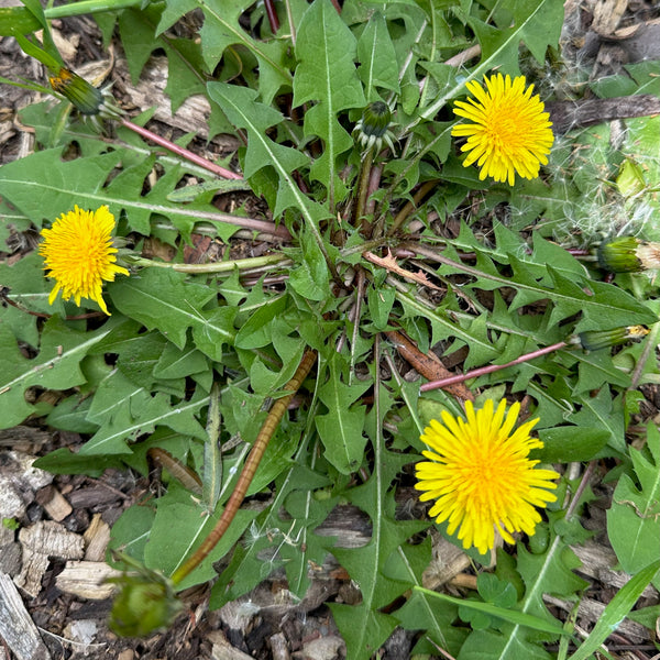 True (Common/Wild) Dandelion Seeds
