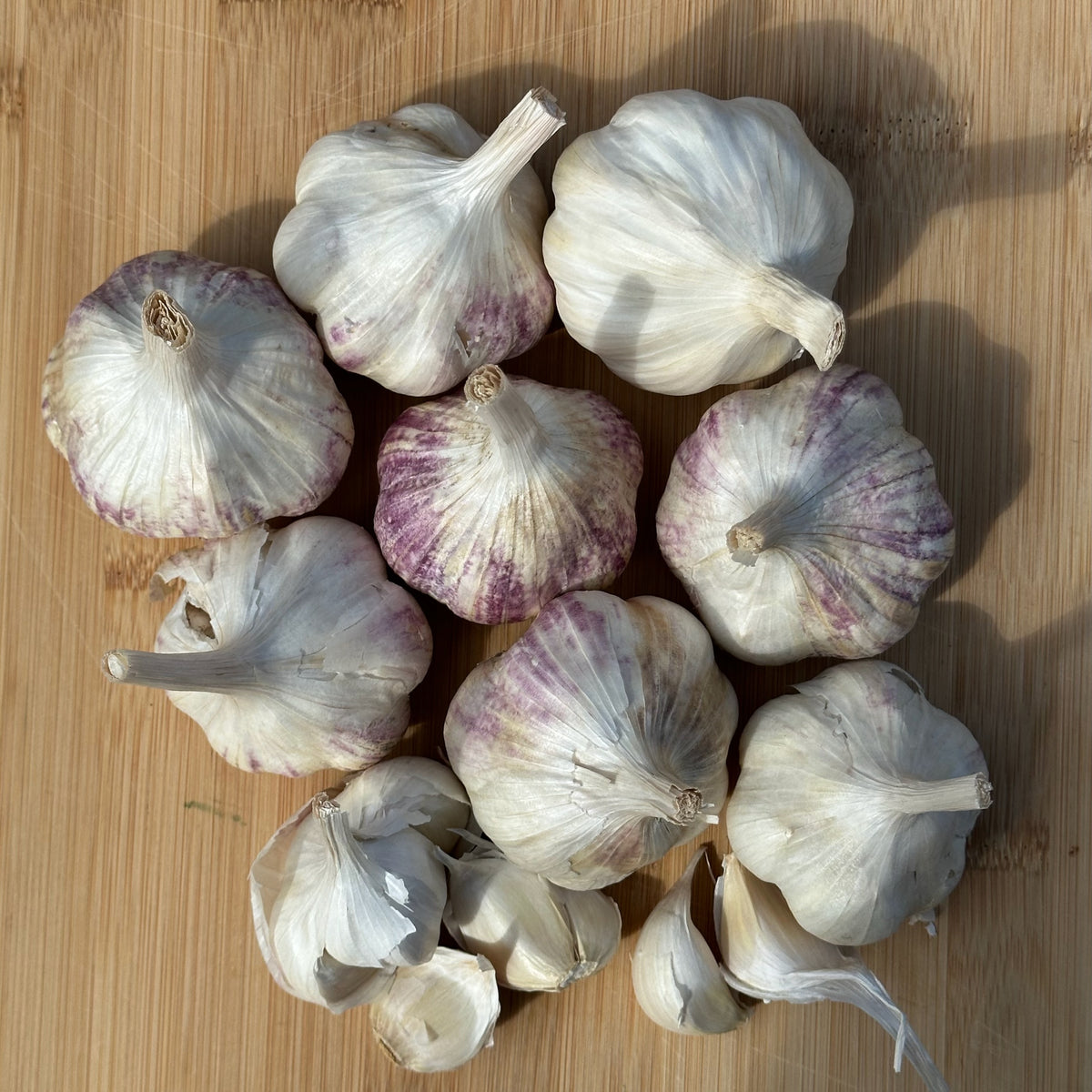 Applegate Artichoke Softneck Garlic