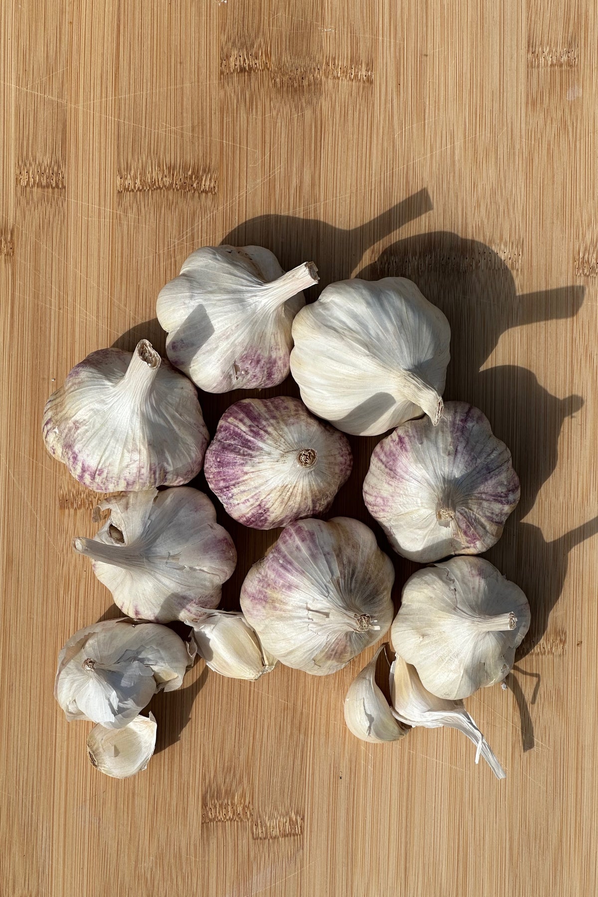 Applegate Artichoke Softneck Garlic