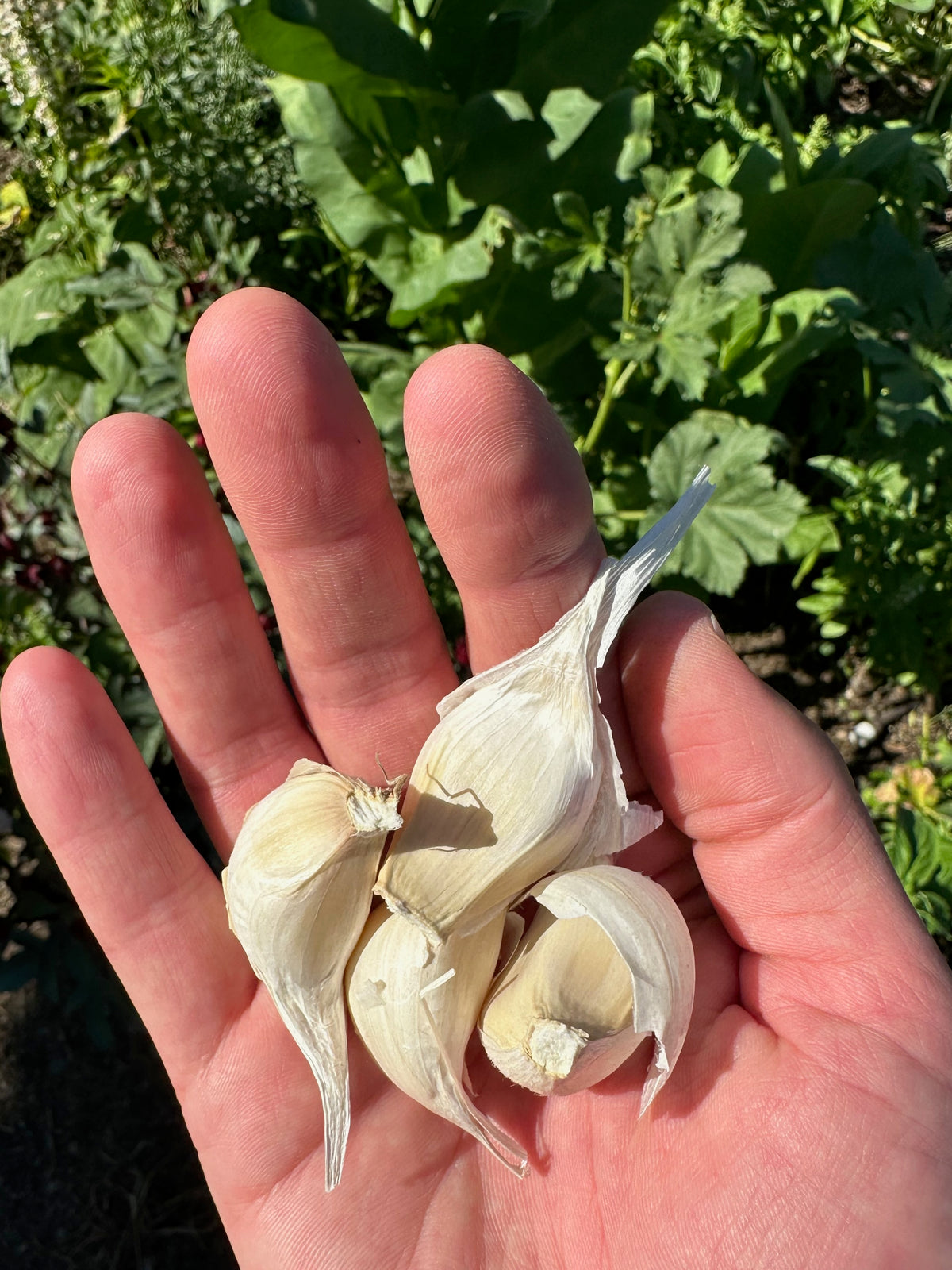 Applegate Artichoke Softneck Garlic
