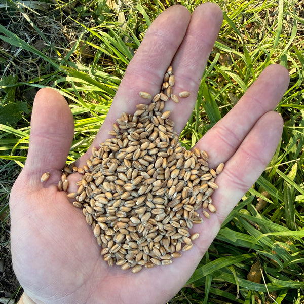 winter wheat seed planting Hard Red Winter Wheat