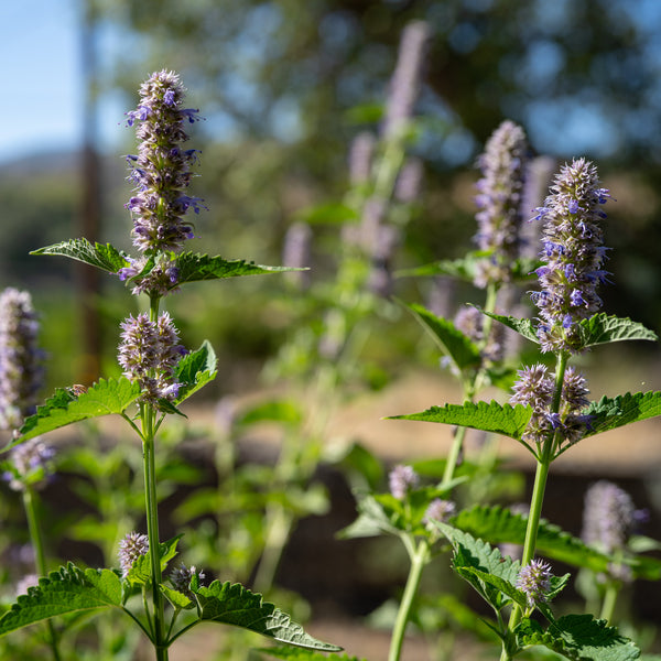 licorice seeds plant Korean Licorice Mint Seeds