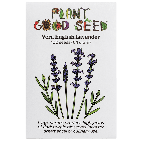 where can i buy english lavender plants near me Vera English Lavender Seeds