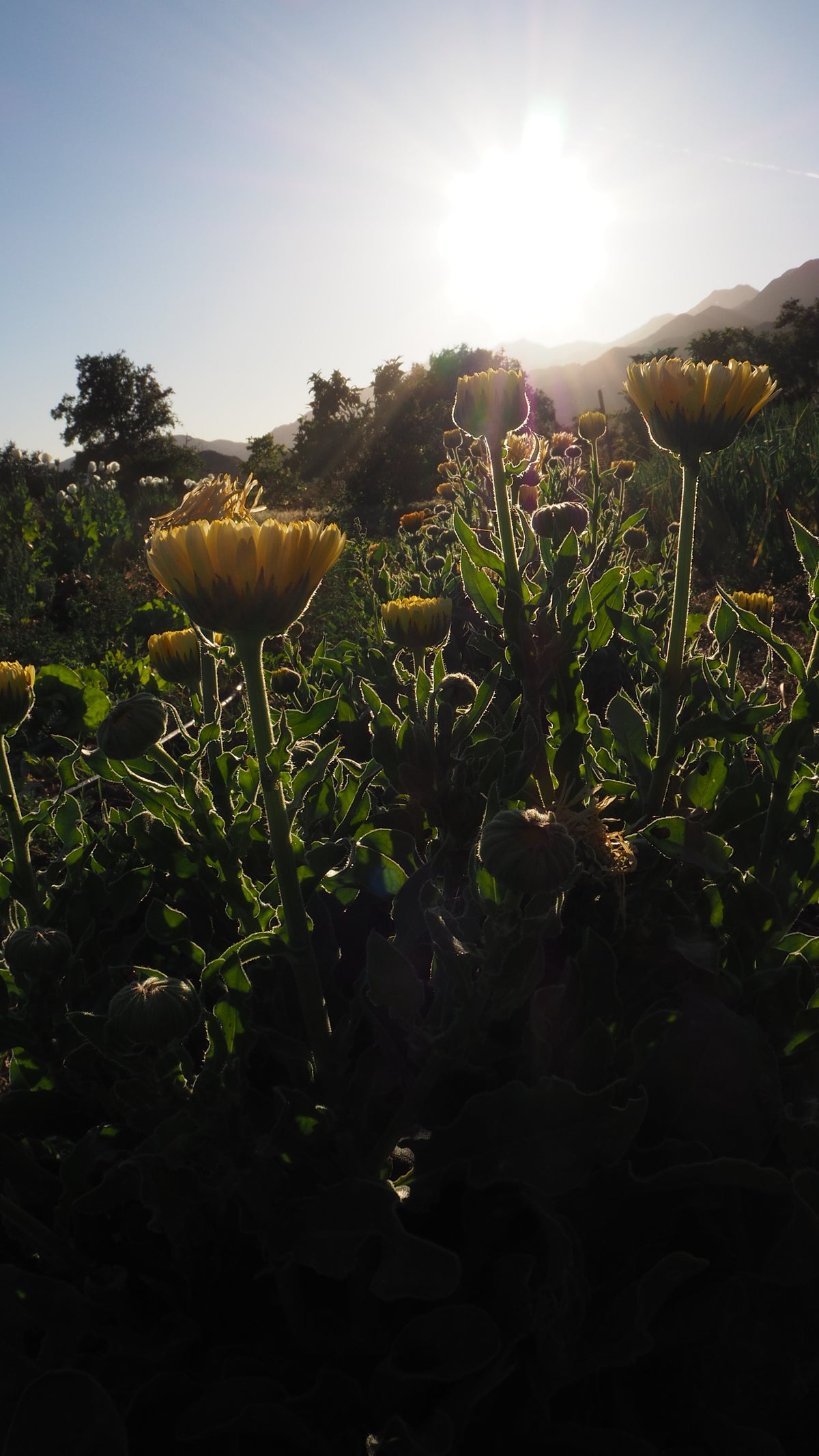 Lemon Sorbet Calendula in the Field