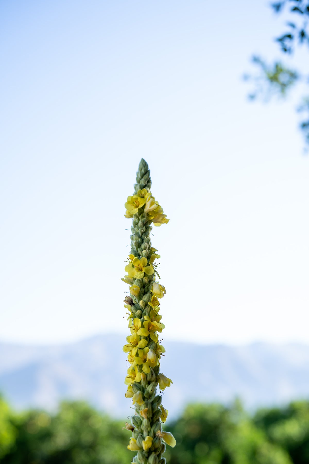 Common Mullein Flower stalk reaching the sky