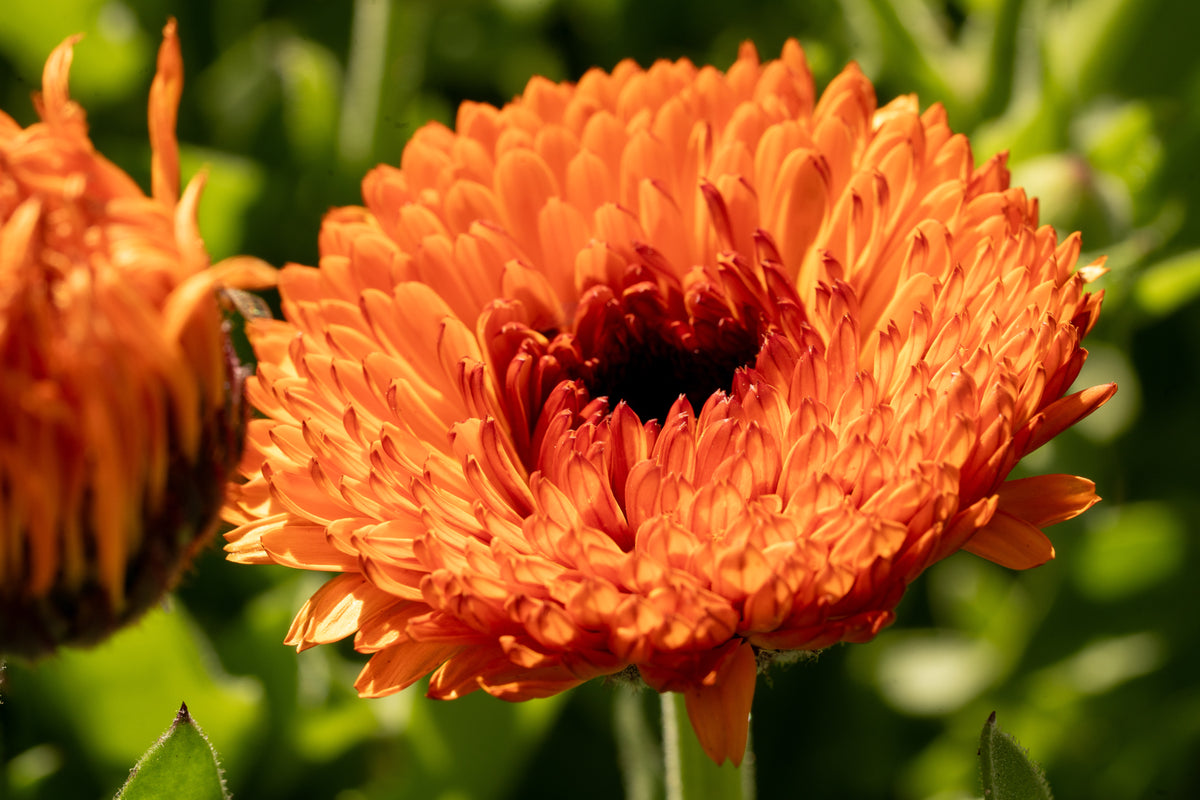 Neon Calendula