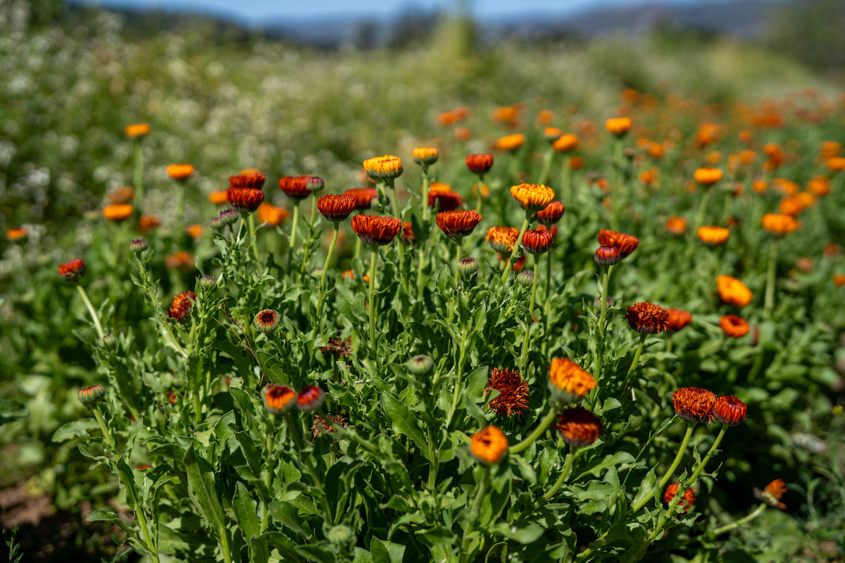 Neon Calendula