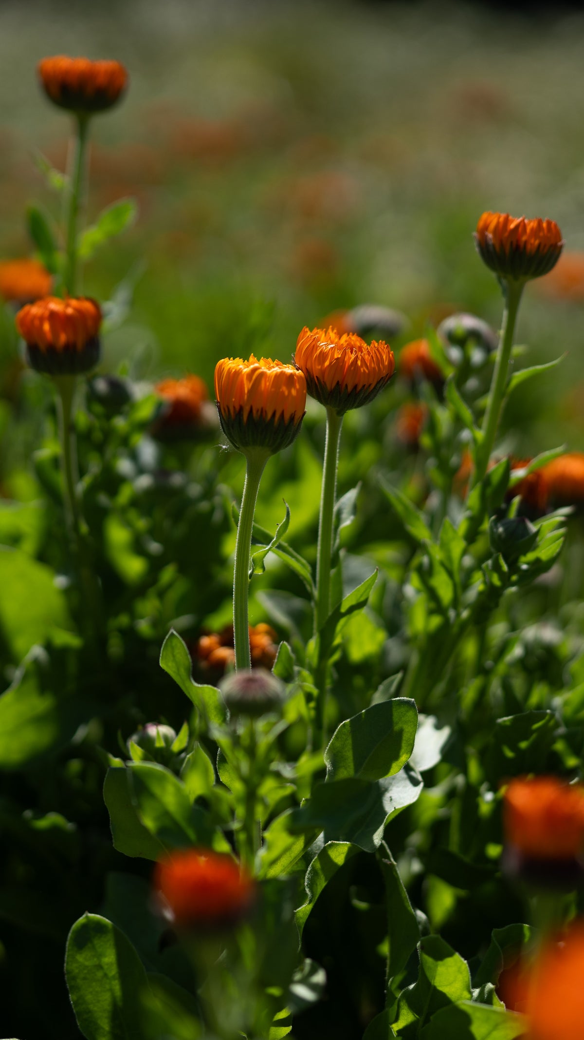 Neon Calendula