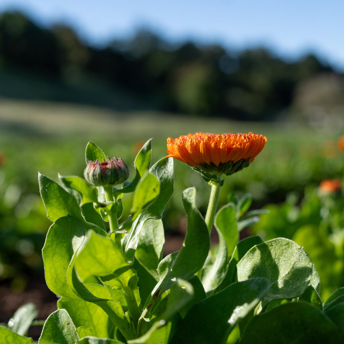 Neon Calendula