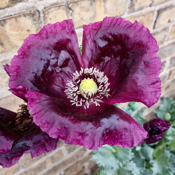 After Midnight Poppy Seeds - The Plant Good Seed Company