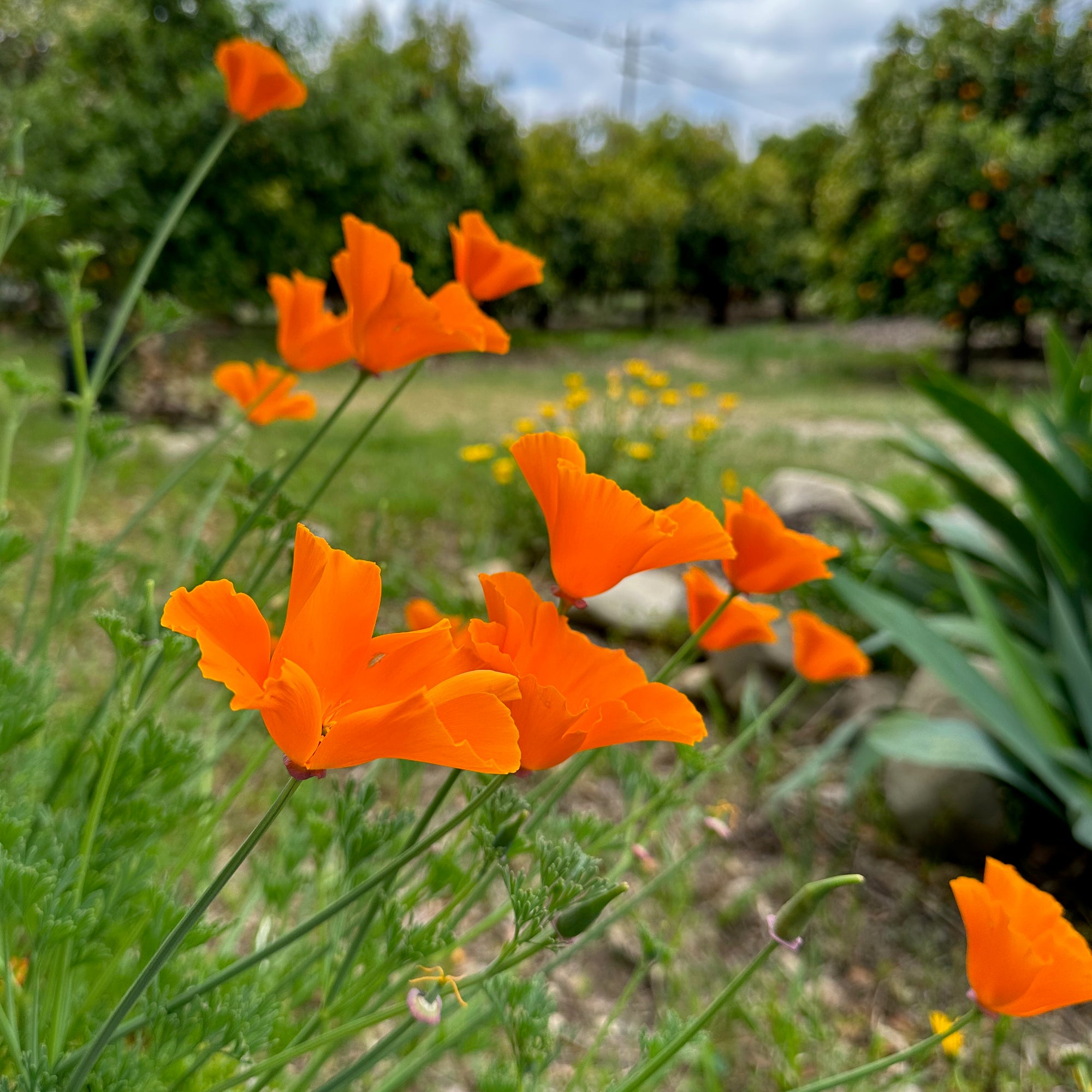 California Poppy in Bloom
