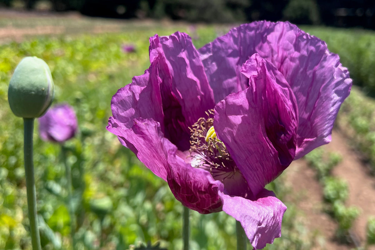 Hungarian Breadseed Poppy