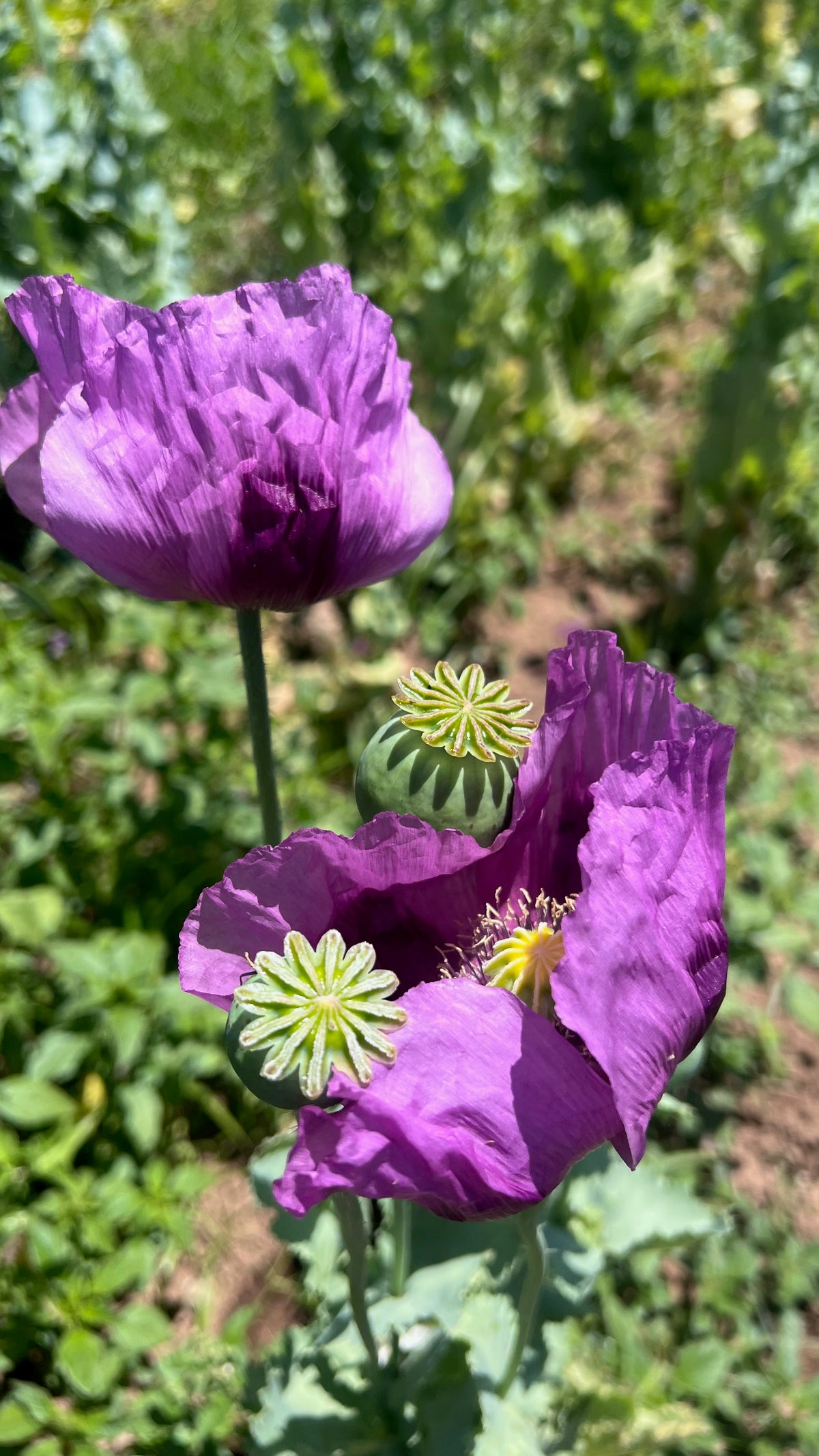 Hungarian Breadseed Poppy