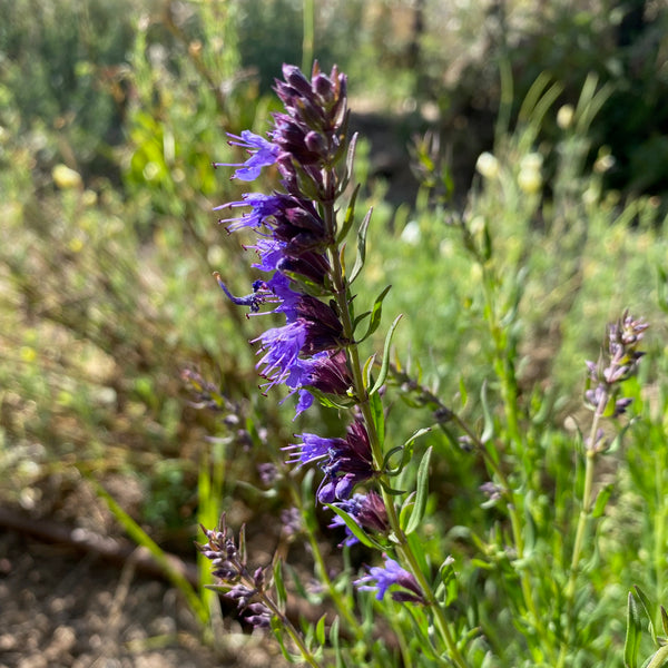 Purple Flowered Hyssop Seeds