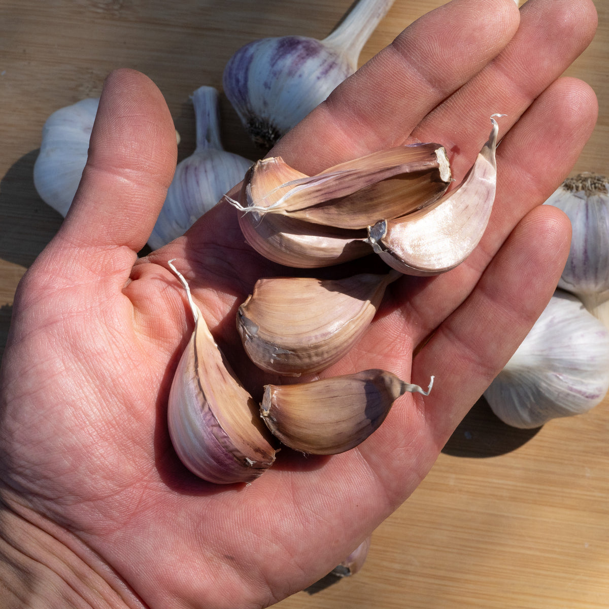 Pyongyang Hardneck Garlic