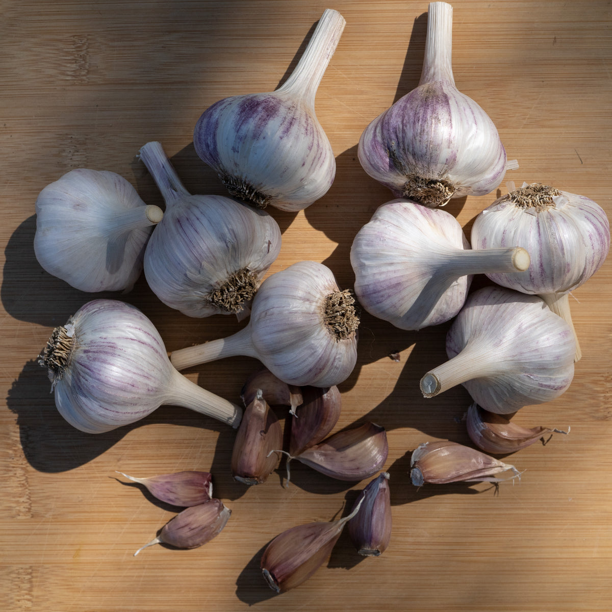 Pyongyang Hardneck Garlic
