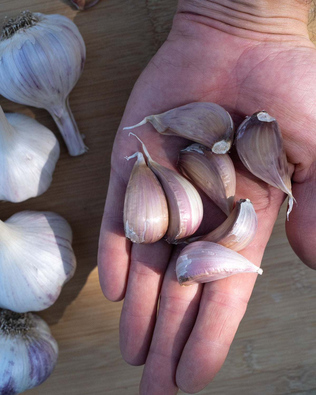 Pyongyang Hardneck Garlic