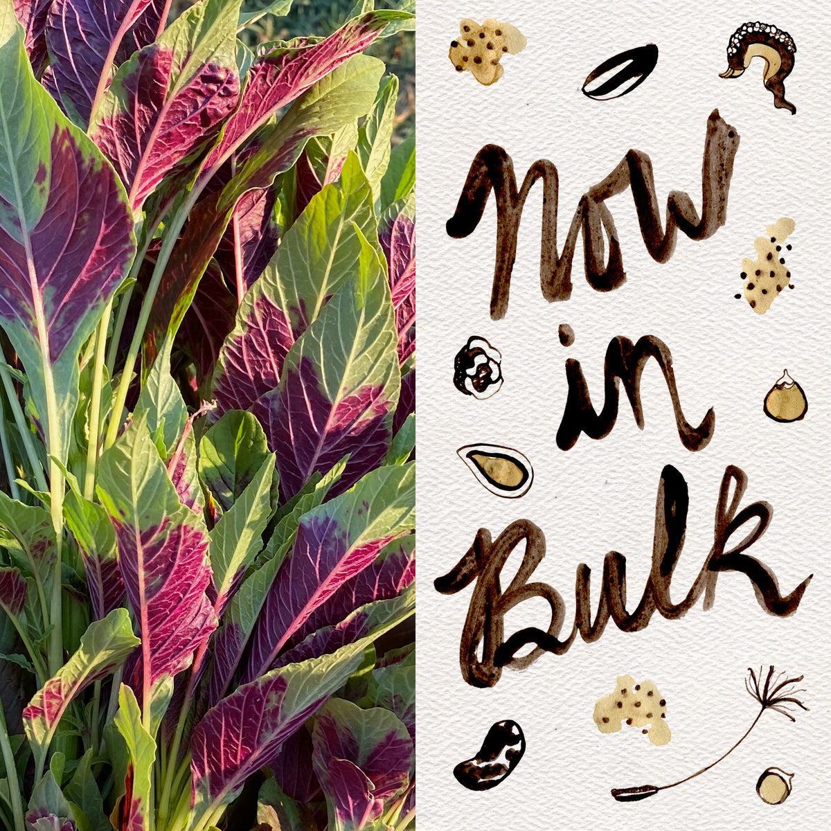 Red Callaloo Amaranth