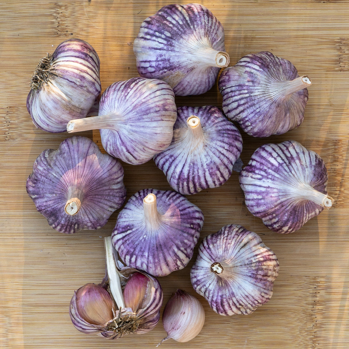 Red Janice Hardneck Garlic