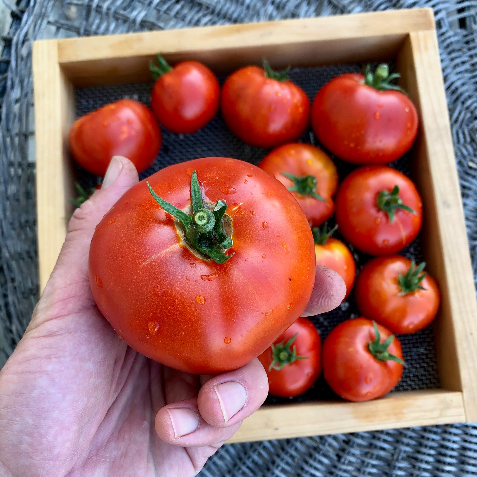 Sasha's Altai Tomato closeup