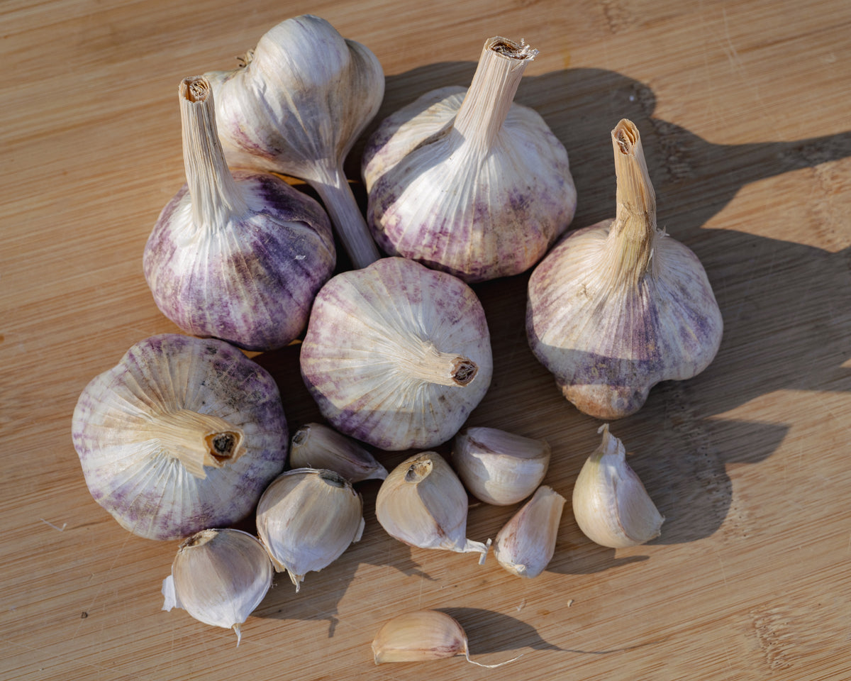 Sicilian Softneck Garlic