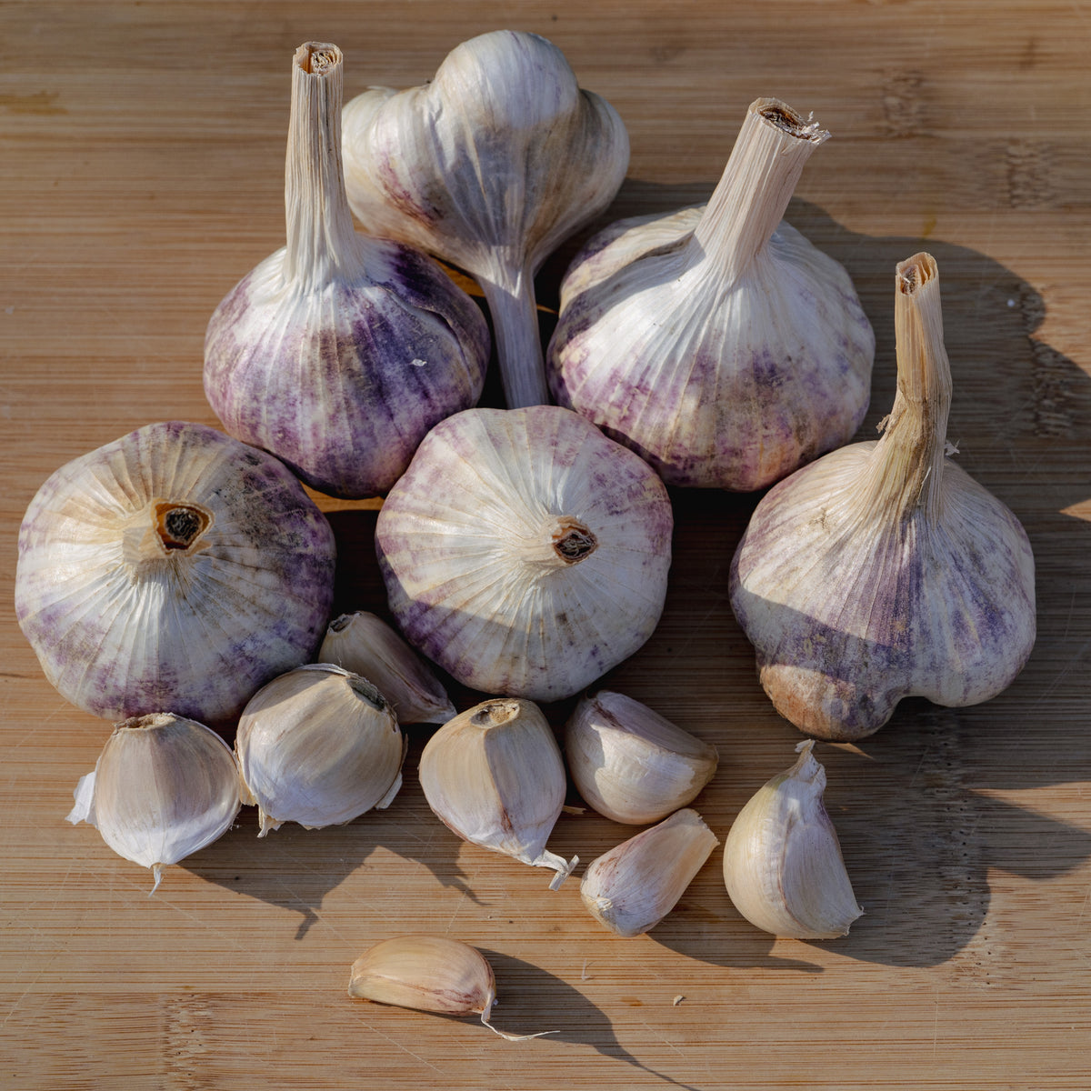 Sicilian Softneck Garlic
